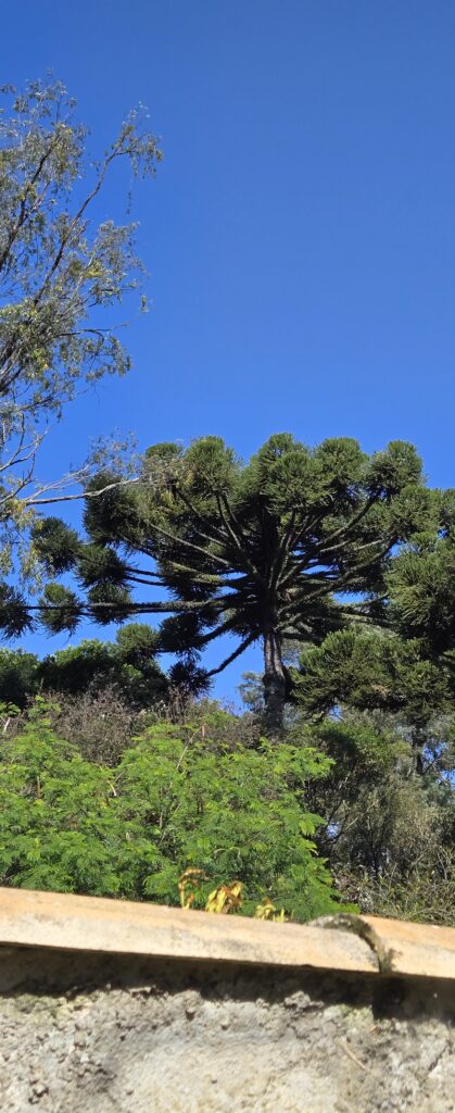 Sabedoria em Ação | Inspirado em Apocalipse 3:8