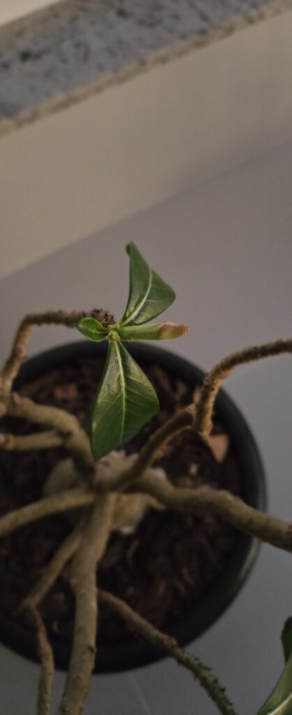 Quando Falar é Liderar, e Quando Calar é Estratégia