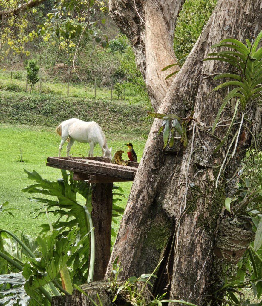 Malaquias 3:10: Entre o Celeiro Antigo e as Barganhas Modernas
